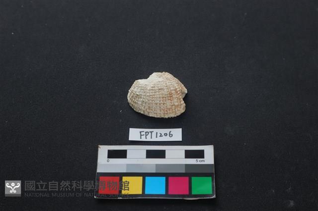 貝殼藏品圖，第1張