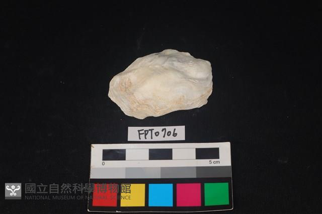 貝殼藏品圖，第1張