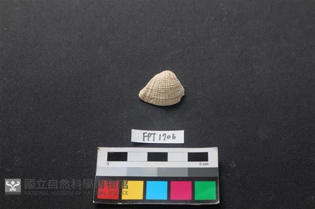 貝殼藏品圖，第1張
