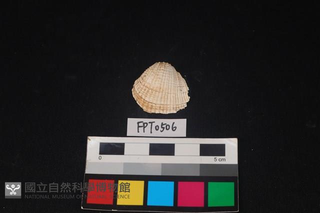 貝殼藏品圖，第1張