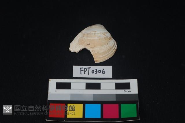 貝殼藏品圖，第1張