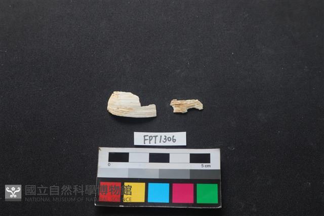 貝殼藏品圖，第1張