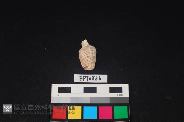 貝殼藏品圖，第1張