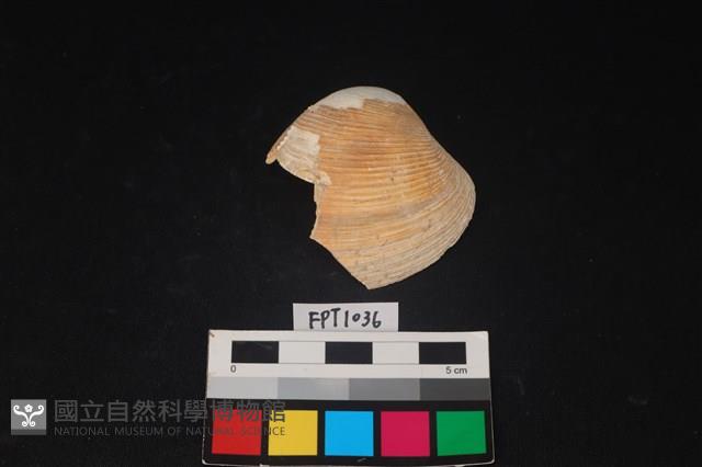貝殼藏品圖，第1張