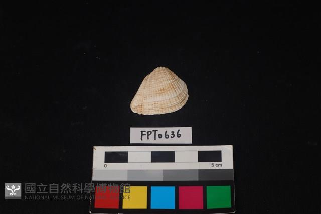 貝殼藏品圖，第1張