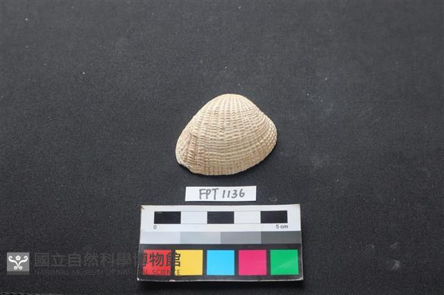 貝殼藏品圖，第1張