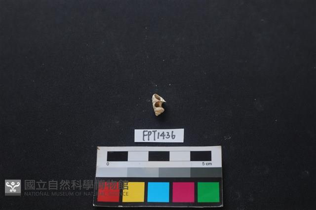 貝殼藏品圖，第1張