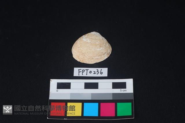 貝殼藏品圖，第1張