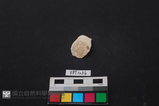 貝殼藏品圖，第1張
