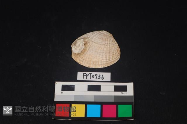 貝殼藏品圖，第1張