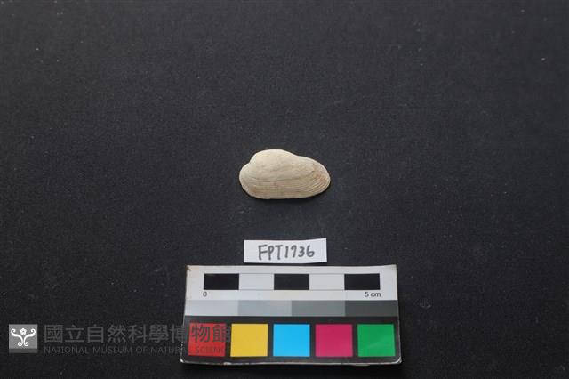 貝殼藏品圖，第1張