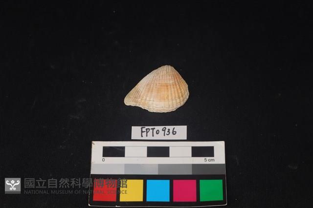 貝殼藏品圖，第1張