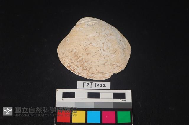 貝殼藏品圖，第1張