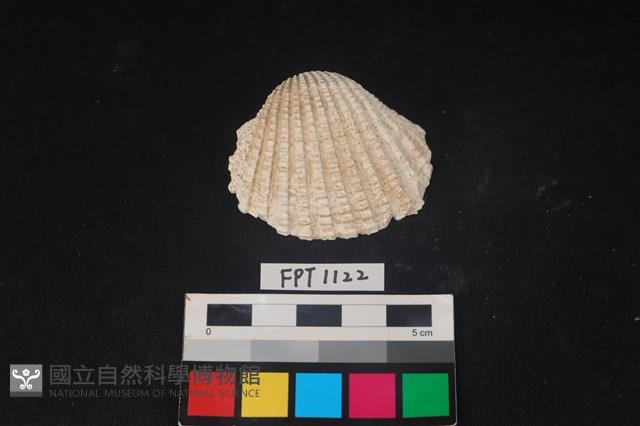 貝殼藏品圖，第1張