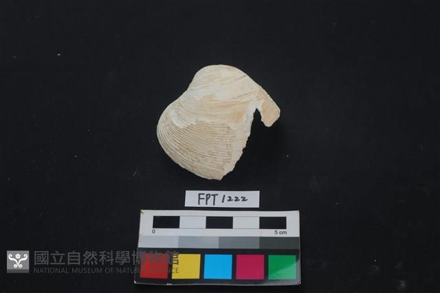 貝殼藏品圖，第1張