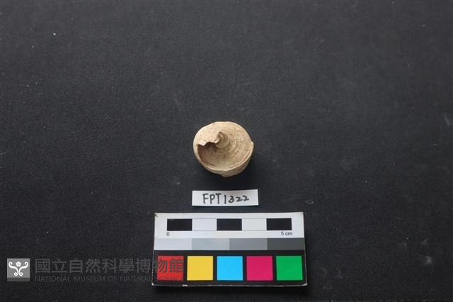 貝殼藏品圖，第1張