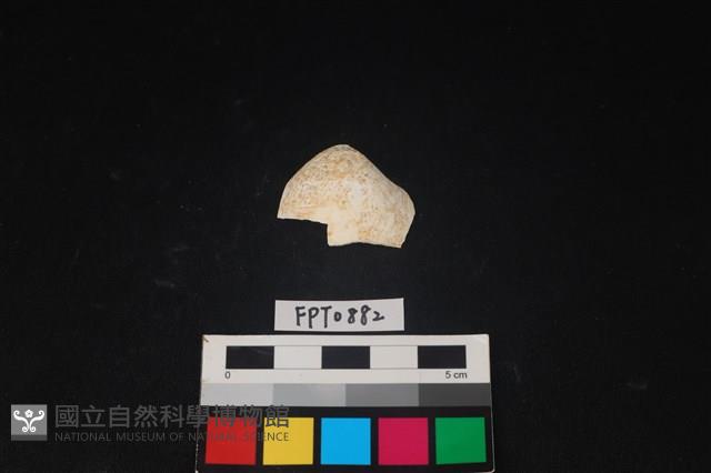 貝殼藏品圖，第1張