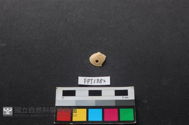 貝殼藏品圖，第1張