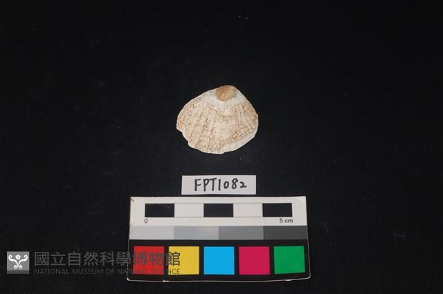 貝殼藏品圖，第1張