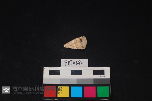 貝殼藏品圖，第1張