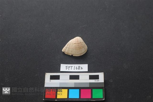 貝殼藏品圖，第1張