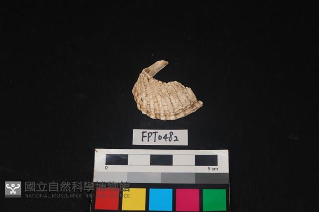 貝殼藏品圖，第1張