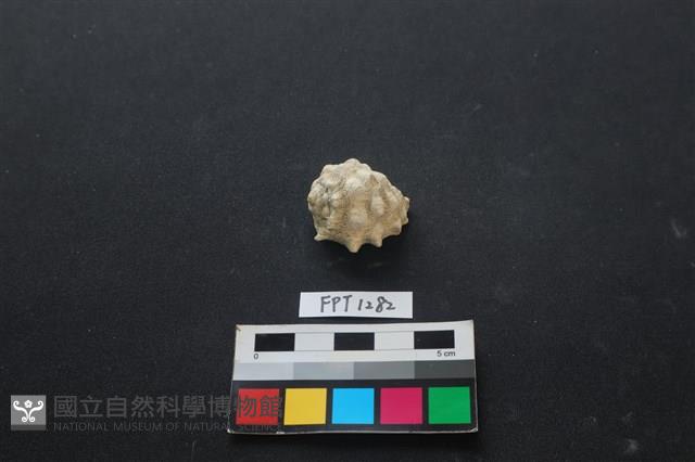 貝殼藏品圖，第1張