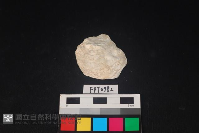 貝殼藏品圖，第1張