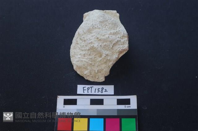 貝殼藏品圖，第1張