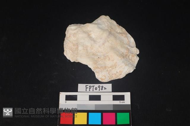 貝殼藏品圖，第1張