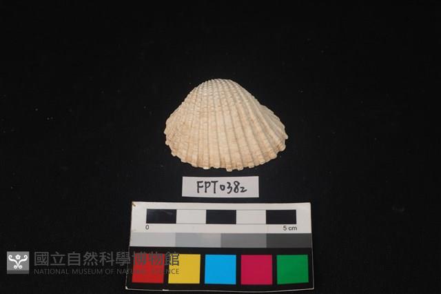 貝殼藏品圖，第1張