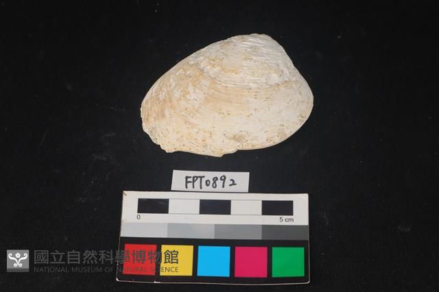 貝殼藏品圖，第1張