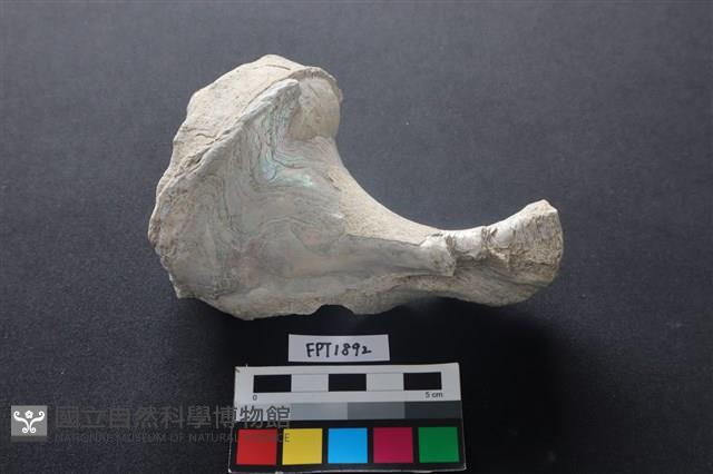 貝殼藏品圖，第1張