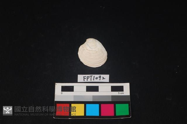 貝殼藏品圖，第1張