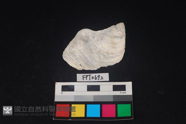 貝殼藏品圖，第1張