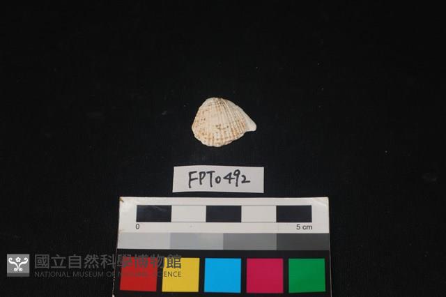 貝殼藏品圖，第1張