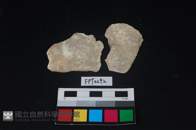 貝殼藏品圖，第1張