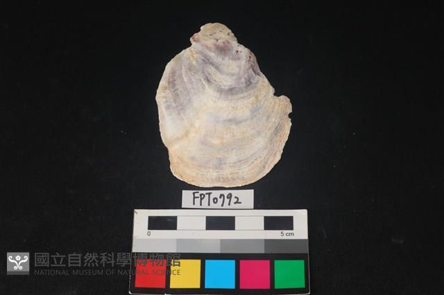 貝殼藏品圖，第1張