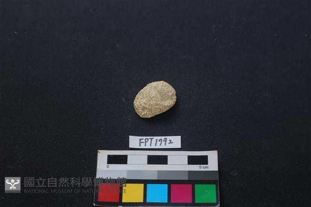 貝殼藏品圖，第1張