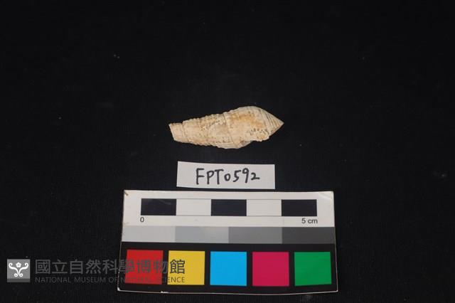 貝殼藏品圖，第1張