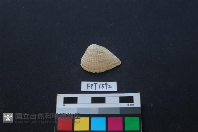 貝殼藏品圖，第1張