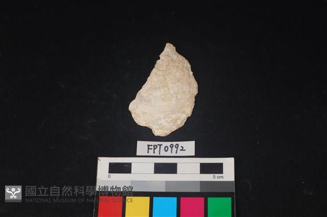 貝殼藏品圖，第1張