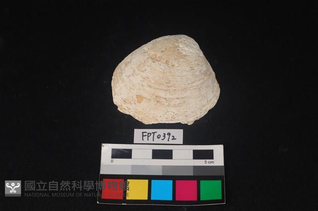 貝殼藏品圖，第1張