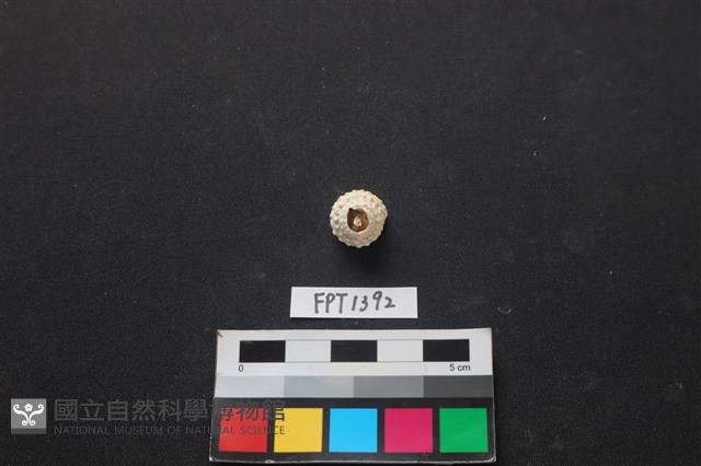 貝殼藏品圖，第1張