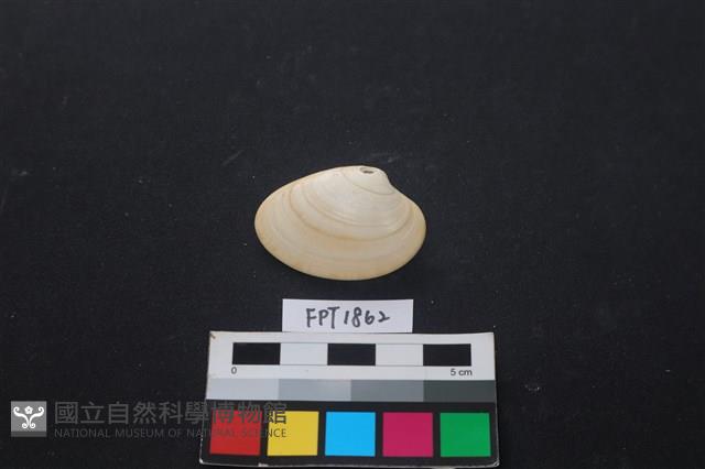 貝殼藏品圖，第1張