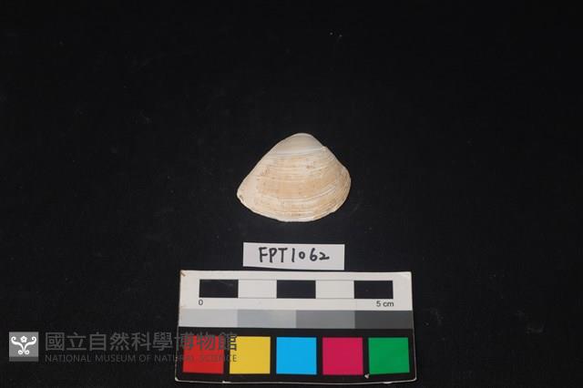 貝殼藏品圖，第1張