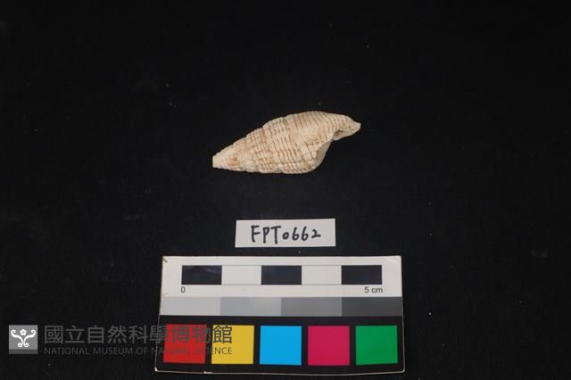 貝殼藏品圖，第1張