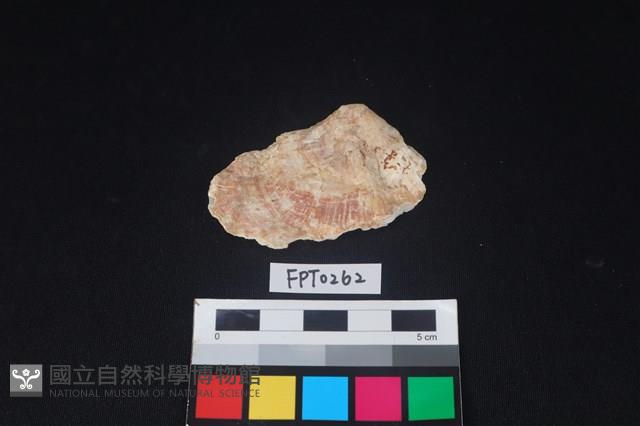 貝殼藏品圖，第1張