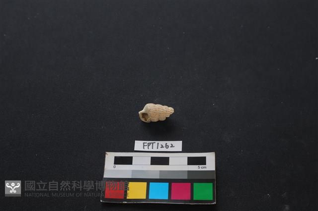 貝殼藏品圖，第1張