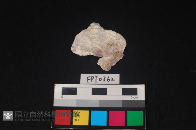 貝殼藏品圖，第1張